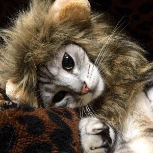 12661784_481789852009158_7890099254227785430_n