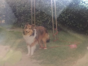 S__73564190-300x2251-300x2252-300x2251-300x225