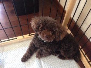 s__73564204-300x2241-300x224