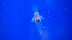 e8af38c52f68668f3603f7747f3443ae_s